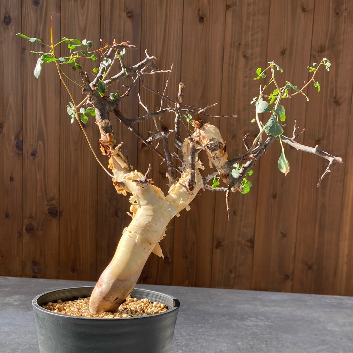 コミフォラ カタフ ピュア No.1418 | misomaru_base