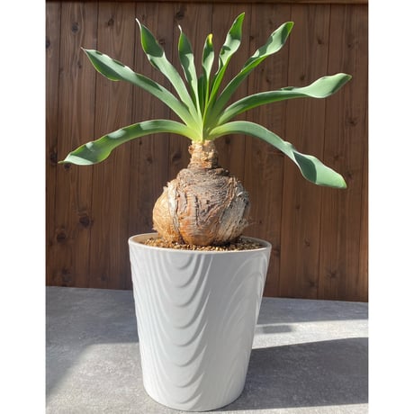 ブーファンハエマンソイデス | STORES