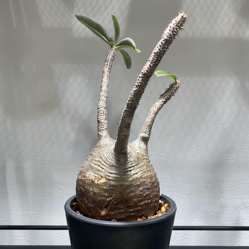 パキポディウム グラキリス No.1693 | misomaru_base