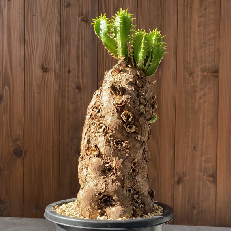 ユーフォルビア ムランジーナ No.26-10 | misomaru_base