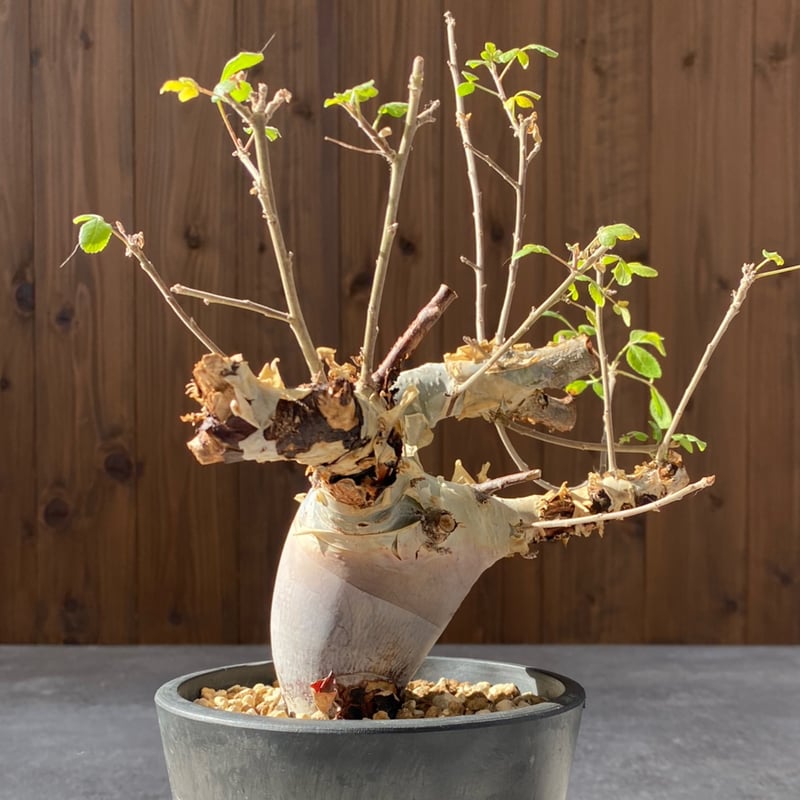 コミフォラ カタフ ターカネンシス No.1308 | misomaru_base