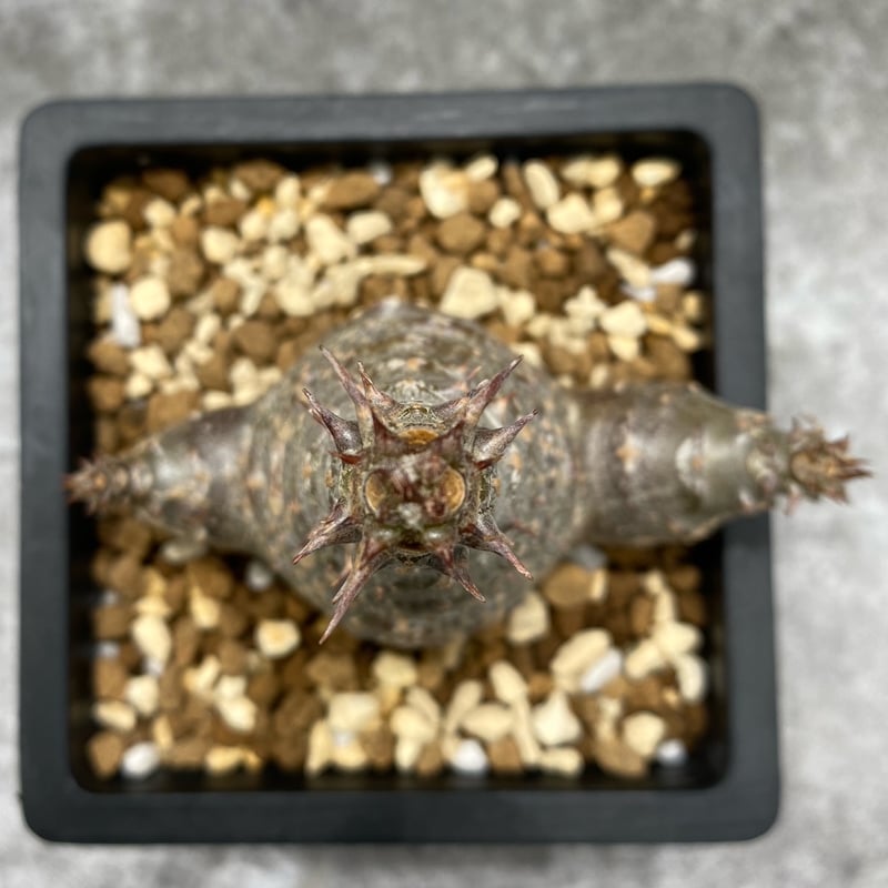 パキポディウム ウィンゾリー No.1267 | misomaru_base