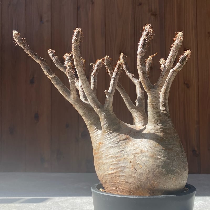 パキポディウム グラキリス No.26-114 | misomaru_base