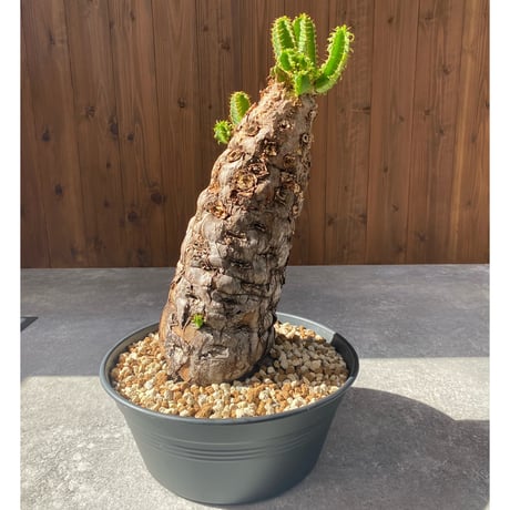 ムランジーナ | STORES