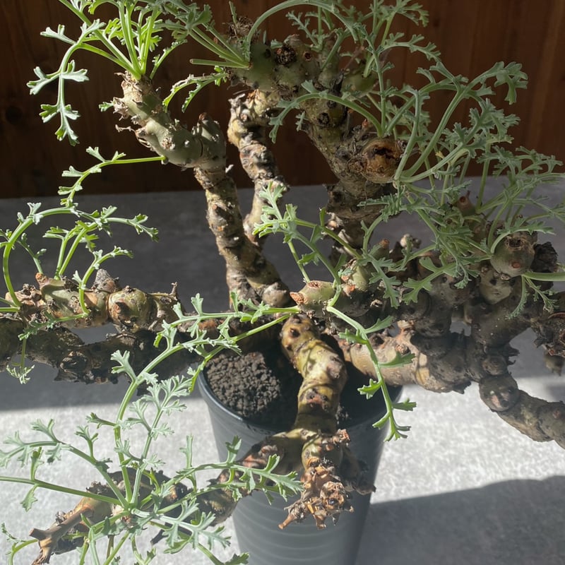 ペラルゴニウム クリズミフォリウム No.26-48 | misomaru_base