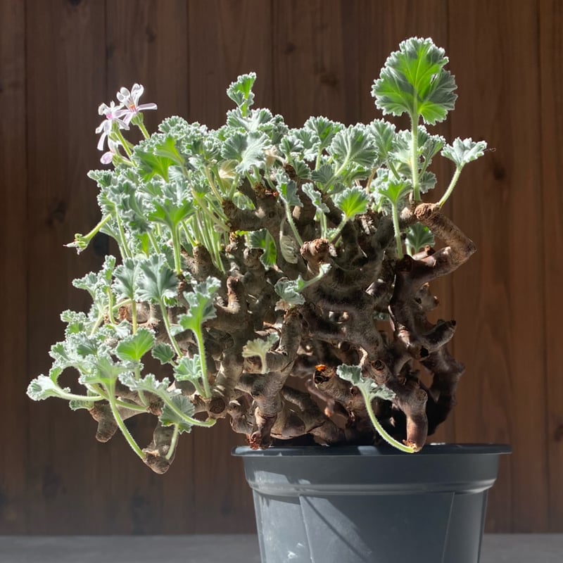 ペラルゴニウム ミラビレ No.26-85 | misomaru_base