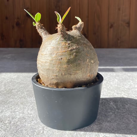 最終値下げ特価❗本日まで❗早いもの勝ち❗パキポディウム　グラキリス現地球　大株 パキポディウムグラキリス | STORES