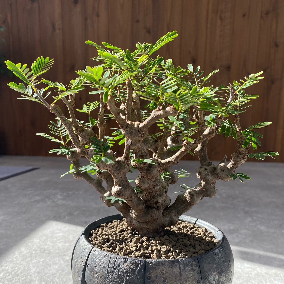 センナ メリディオナリス No.1218 | misomaru_base