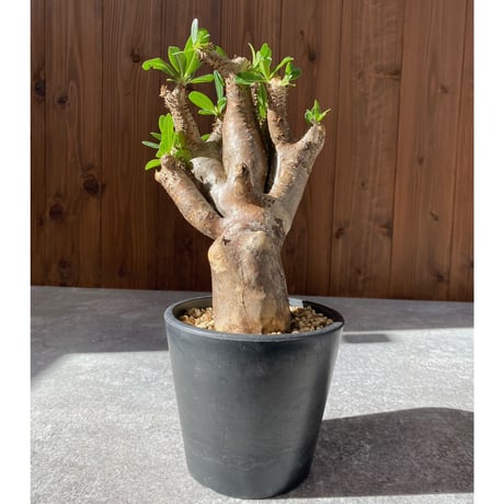 パキポディウムイノピナツム | STORES