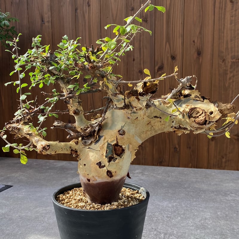 コミフォラ カタフ ターカネンシス No.1526 | misomaru_base