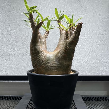 グラキリス | STORES