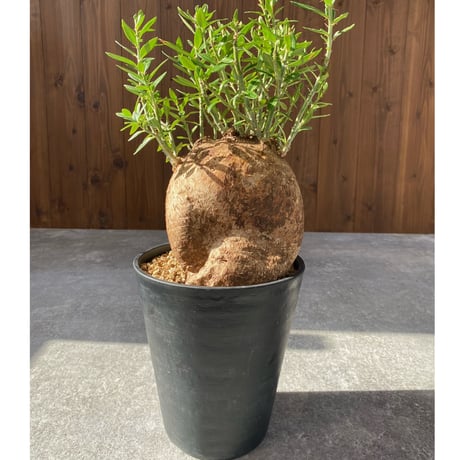 パキポディウムグラキリス | STORES