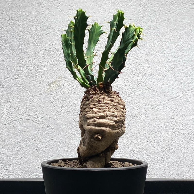 ユーフォルビアクラビゲラ No.1142 | misomaru_base