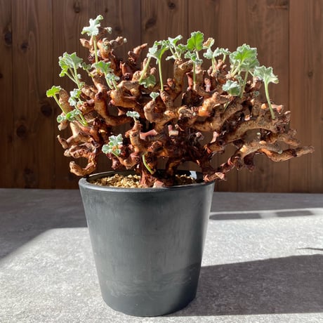 ペラルゴニウムミラビレ ペラルゴニウム ミラビレ 大株（発根済み）A RF231900(T) | RAFLUM / ラ