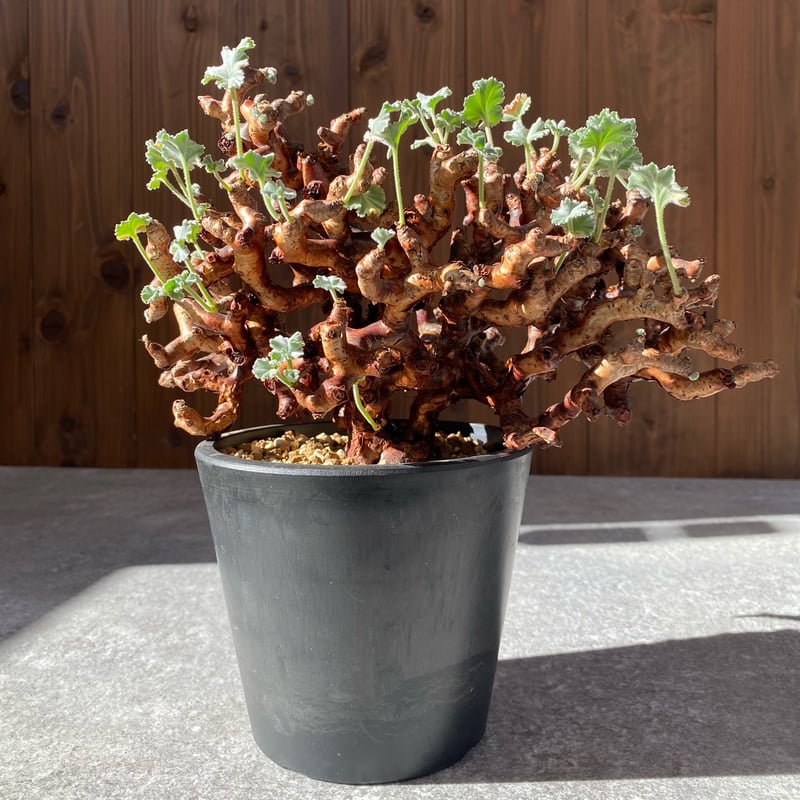 ペラルゴニュウムミラビレ ペラルゴニウム ミラビレ No.1709 | misomaru_base