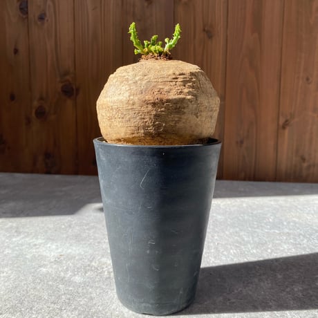 ユーフォルビアデシドゥア | STORES