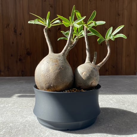 パキポディウムグラキリス | STORES