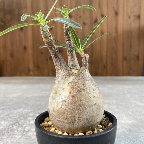 パキポディウム グラキリス  No.26-220