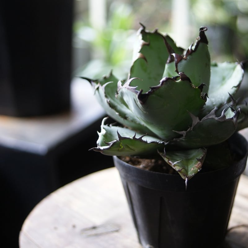 on-lineshop限定【一点モノ現品】アガベBB（ブラックアンドブルー）3号