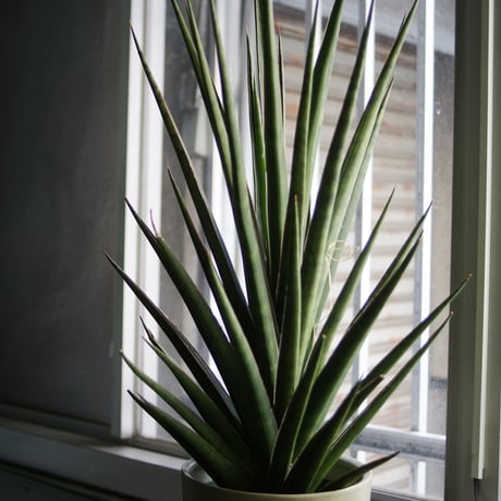 現品 サンスベリア バイビット 子株 希少 珍しい ビザルプランツ