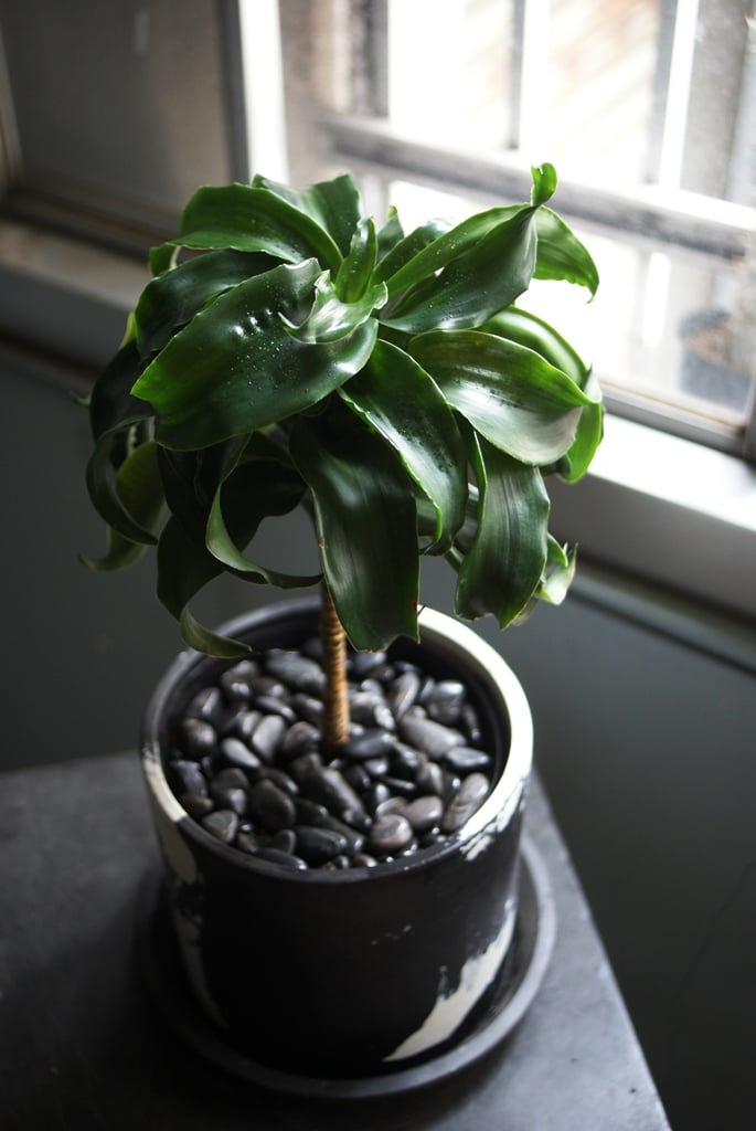 on-lineshop限定販売【レア一点モノ現品】ドラセナ・トルネード Black