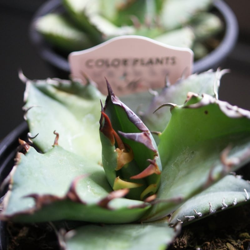 on-lineshop限定販売【レア一点モノ現品】アガベ・チタノタ3.5号国産