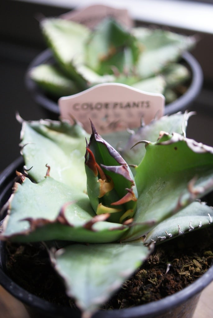 on-lineshop限定販売【レア一点モノ現品】アガベ・チタノタ3.5号国産