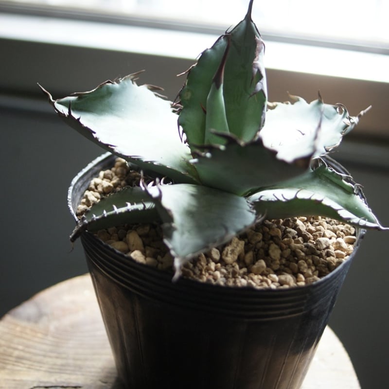 on-lineshop限定販売【レア一点モノ現品ラスト1ヶ】アガベ