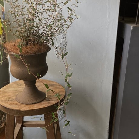 オージープランツ | STORES