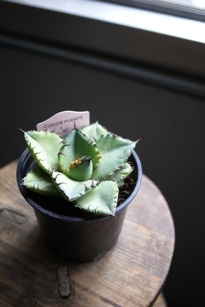 on-lineshop限定販売【レア一点モノ現品】アガベ・チタノタ3.5号国産