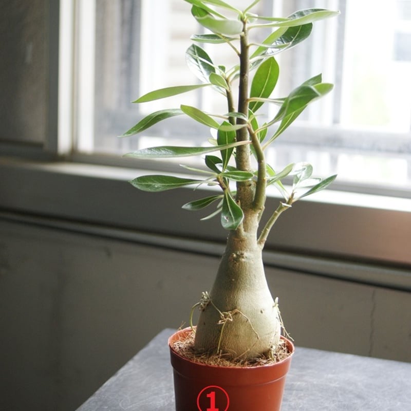 on-lineshop限定販売【各一点モノ現品】アデニウム・アラビカム3Type