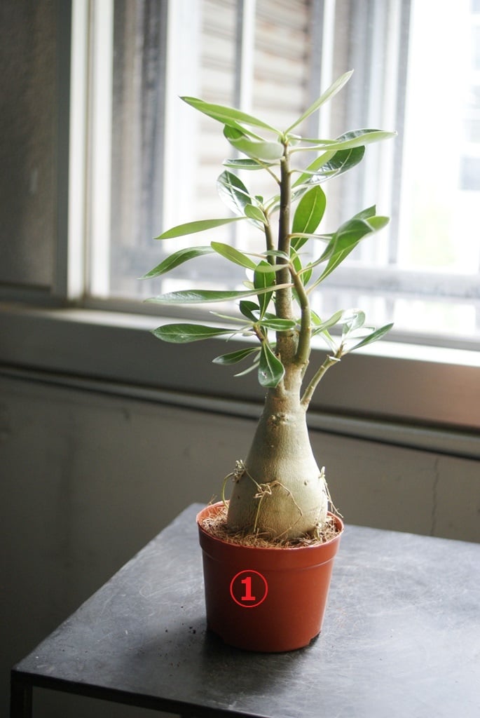 NORi　アデニアアラビカム　特大 アデニアアラビカム 特大