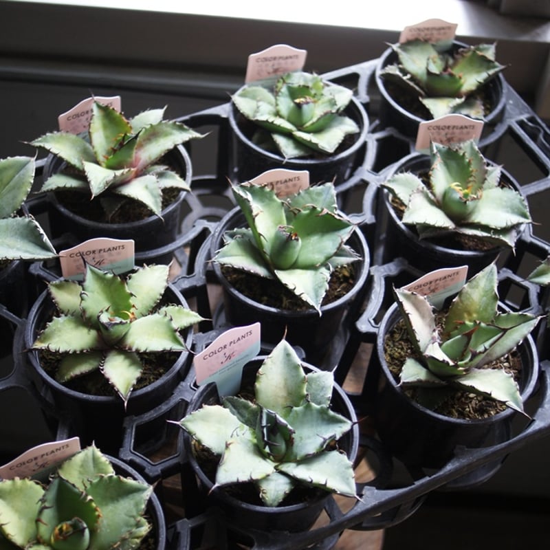 on-lineshop限定販売【レア一点モノ現品】アガベ・チタノタ3.5号国産