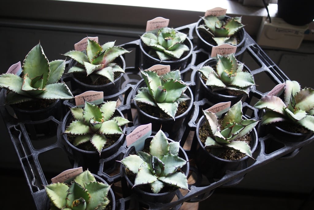 アガベ　チタノタ　５種　まとめ売り on-lineshop限定販売【レア一点モノ現品】アガベ・チタノタ3.5号国産