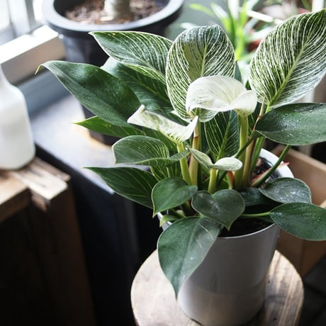 フィロデンドロン | STORES