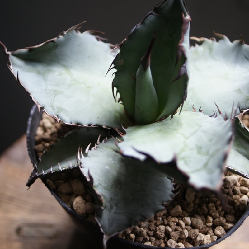 on-lineshop限定販売【レア一点モノ現品ラスト1ヶ】アガベ