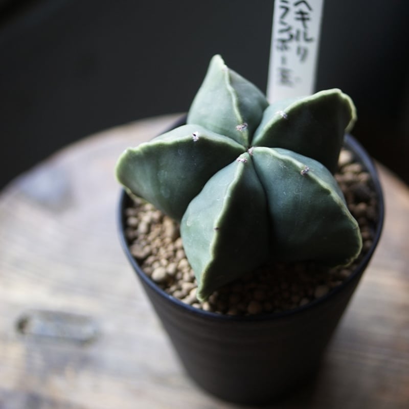 on-lineshop限定【各一点モノ現品】①鸞鳳玉（ランポー玉）/②碧瑠璃