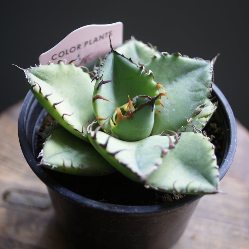 人気アガベ　チタノタ10種セット 人気アガベ チタノタ10種セット アガベ チタノタ10種セット 人気アガベ