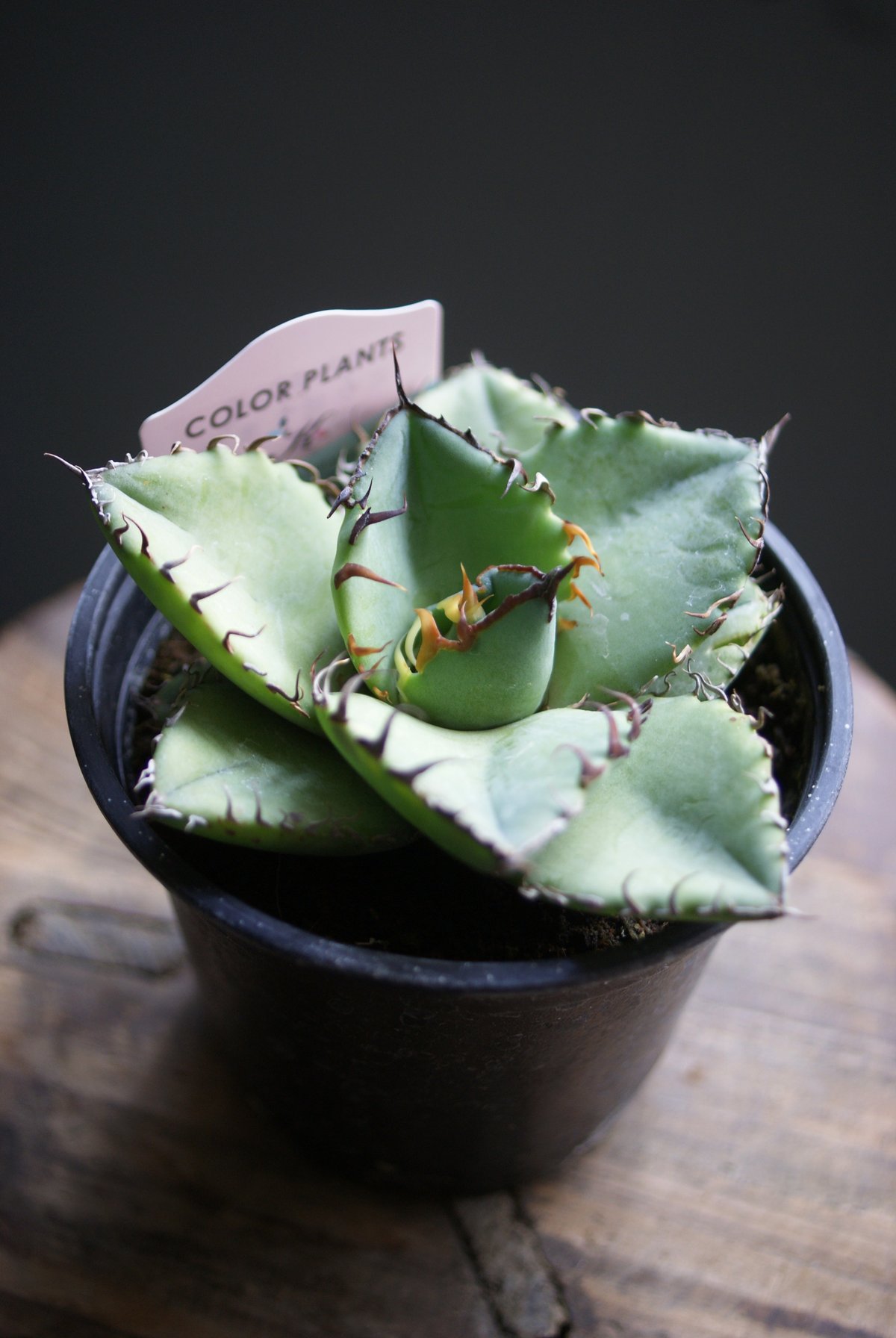 fit=scale-down,w=1200