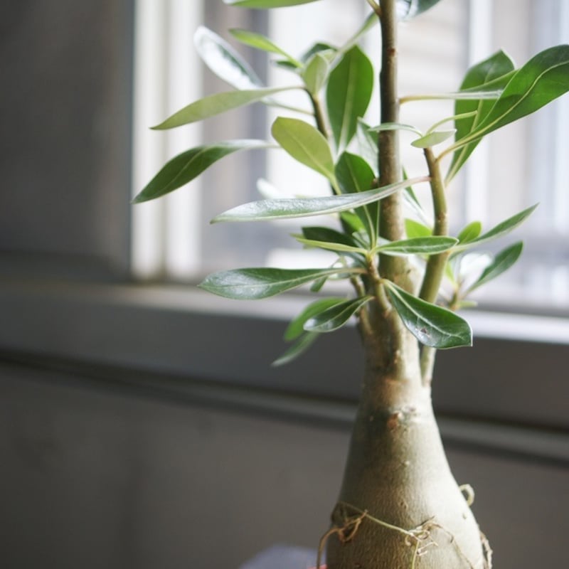 塊根植物 アデニウム アラビカム 良形(塊根植物 多幹 植物 塊根植物 アデニウム アラビカム 良形(塊根植物 多幹 植物