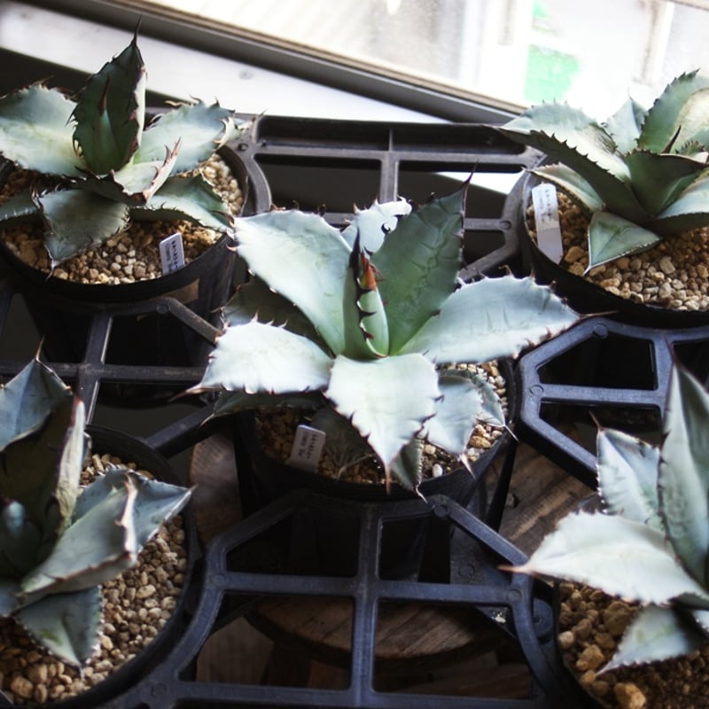 on-lineshop限定販売【レア一点モノ現品ラスト1ヶ】アガベ