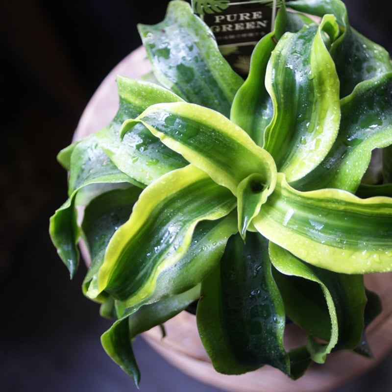 №5367 宅配便 ドラセナ トルネード80 №5367 宅配便 ドラセナ