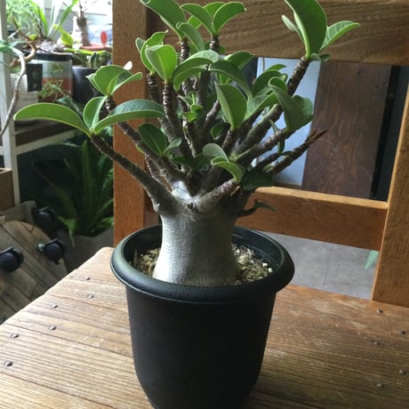 CAUDEX RESEARCH様 リクエスト 3点 まとめ商品 caudex | STORES