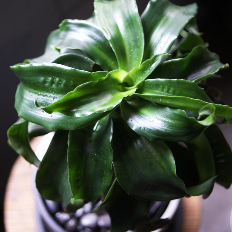 【現品】ドラセナ・トルネード　斑入り　8号　HW番 楽天市場】（観葉植物）ドラセナ トルネード 5号（1ポット