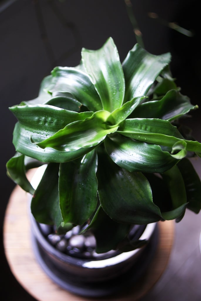 on-lineshop限定販売【レア一点モノ現品】ドラセナ・トルネード Black