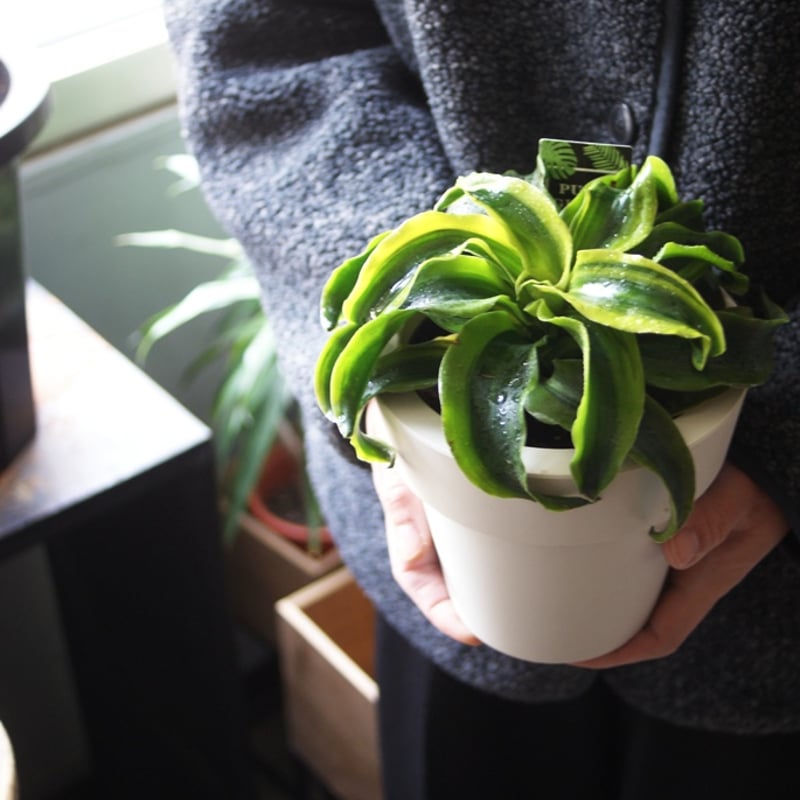 on-lineshop限定【一点もの現品】ドラセナ・トルネード4号サイズ