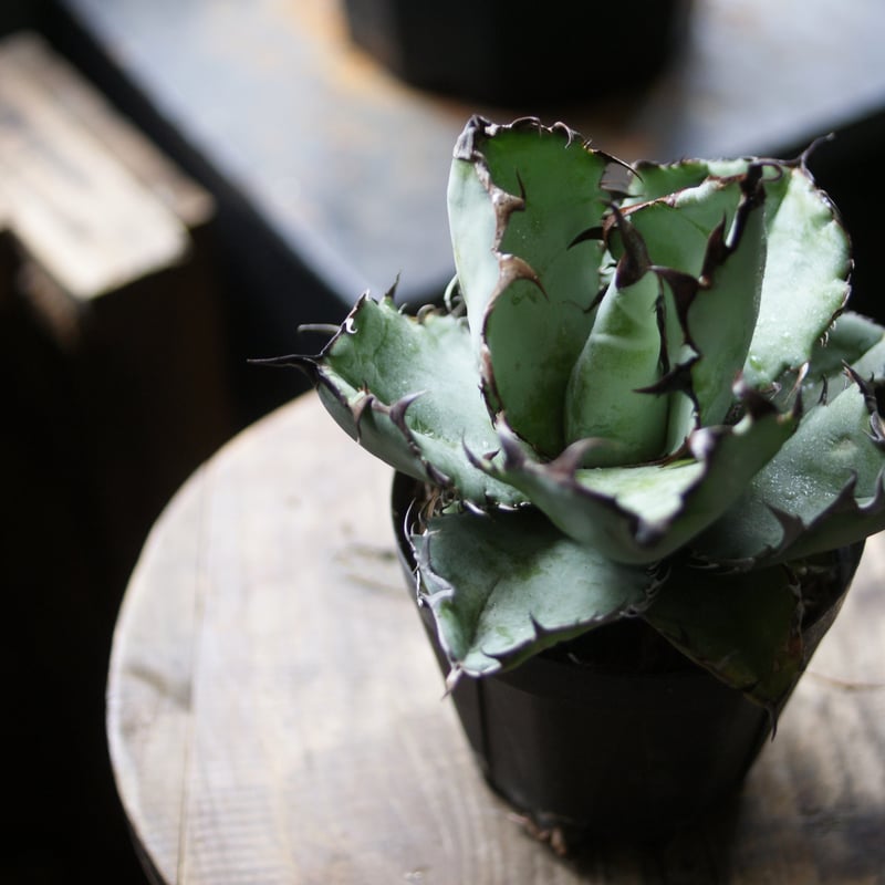 on-lineshop限定【一点モノ現品】アガベBB（ブラックアンドブルー）3号