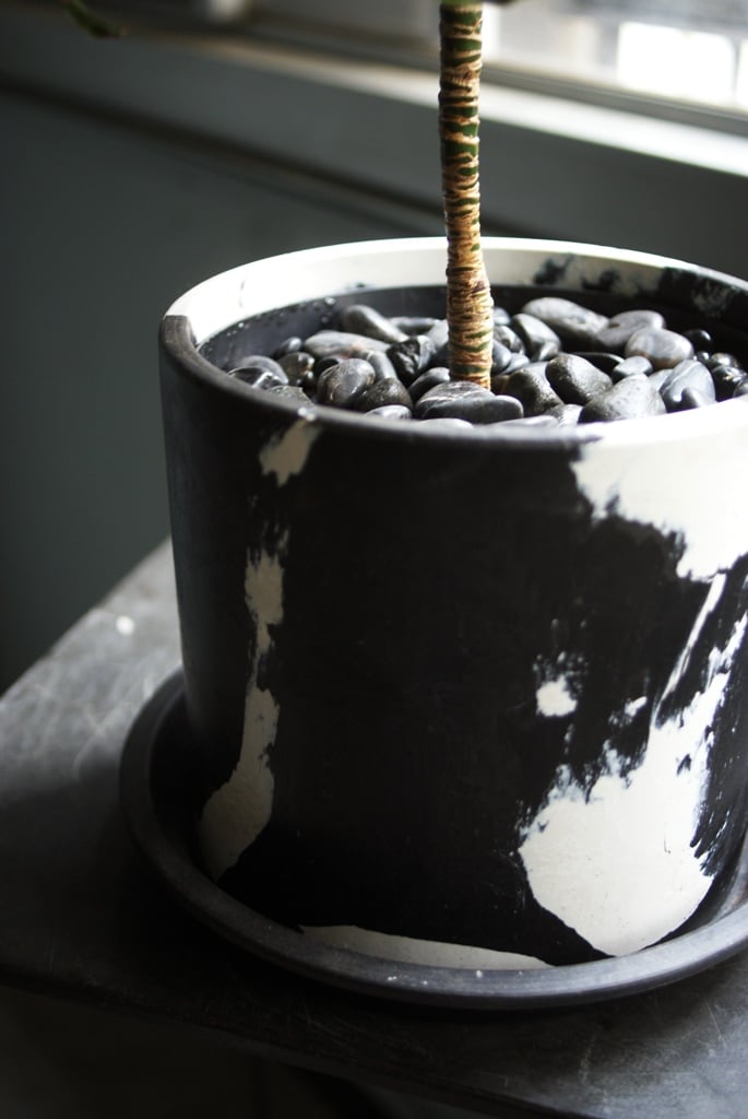 on-lineshop限定販売【レア一点モノ現品】ドラセナ・トルネード Black