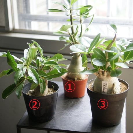 adeniumarabicum | STORES