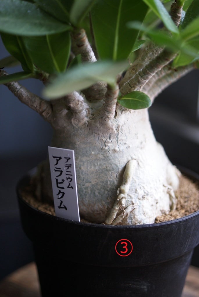 NORi　アデニアアラビカム　特大 アデニアアラビカム 特大